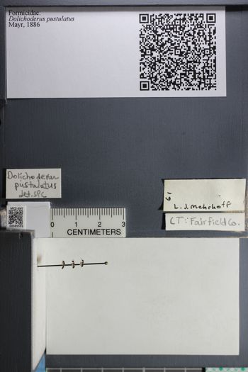 Media type: image;   Entomology 585593